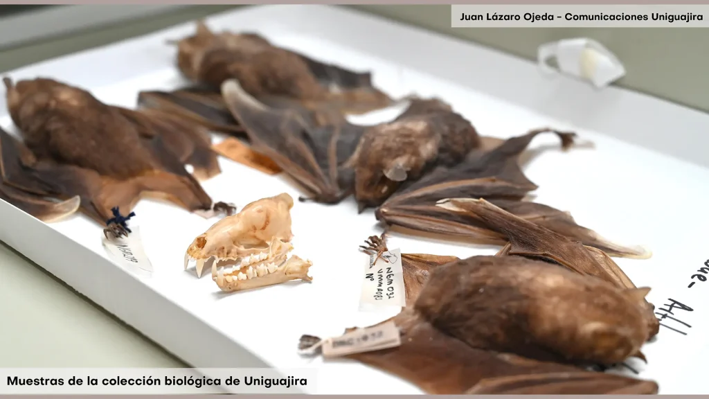 Muestra de colección bilógica de Uniguajira