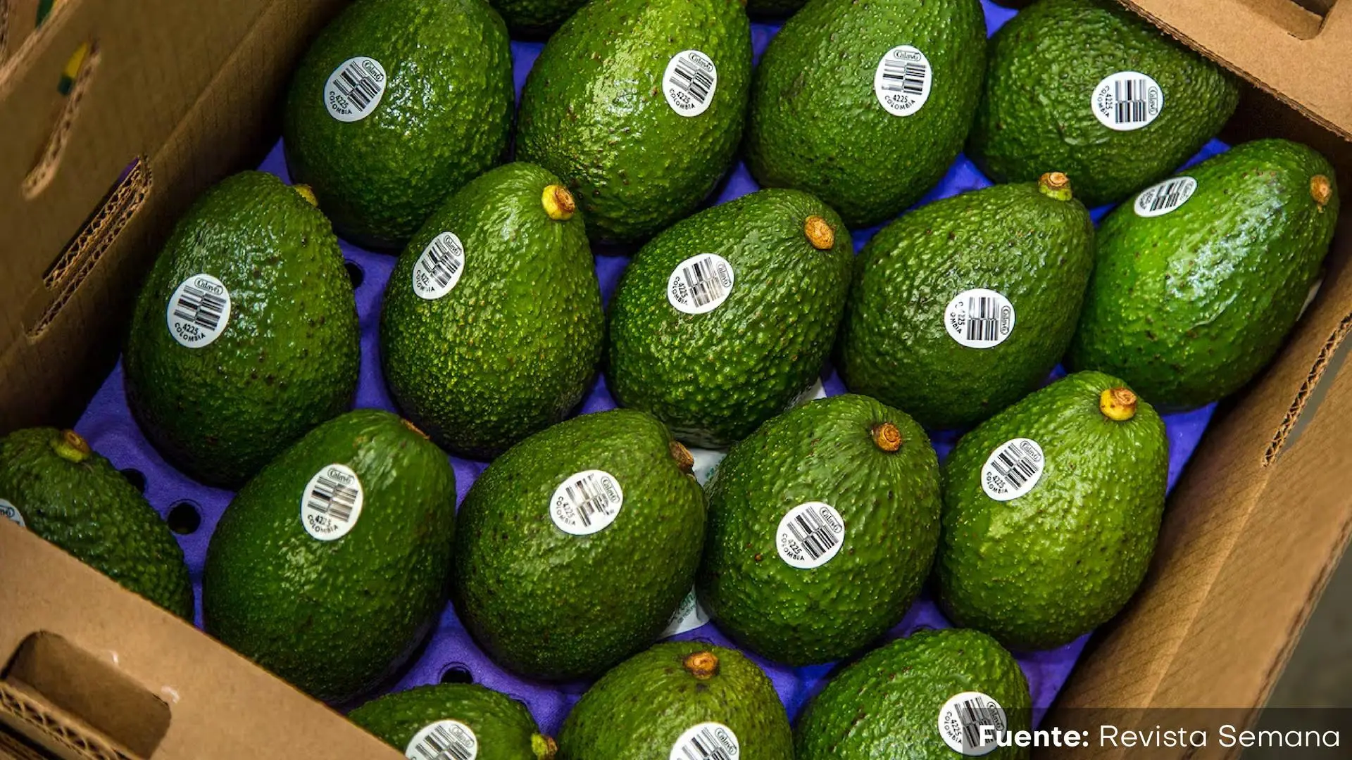 Caja de cartón con múltiples aguacates tipo Hass organizados en filas sobre una base púrpura, cada uno con una etiqueta blanca que indica su origen colombiano y un código de barras.
