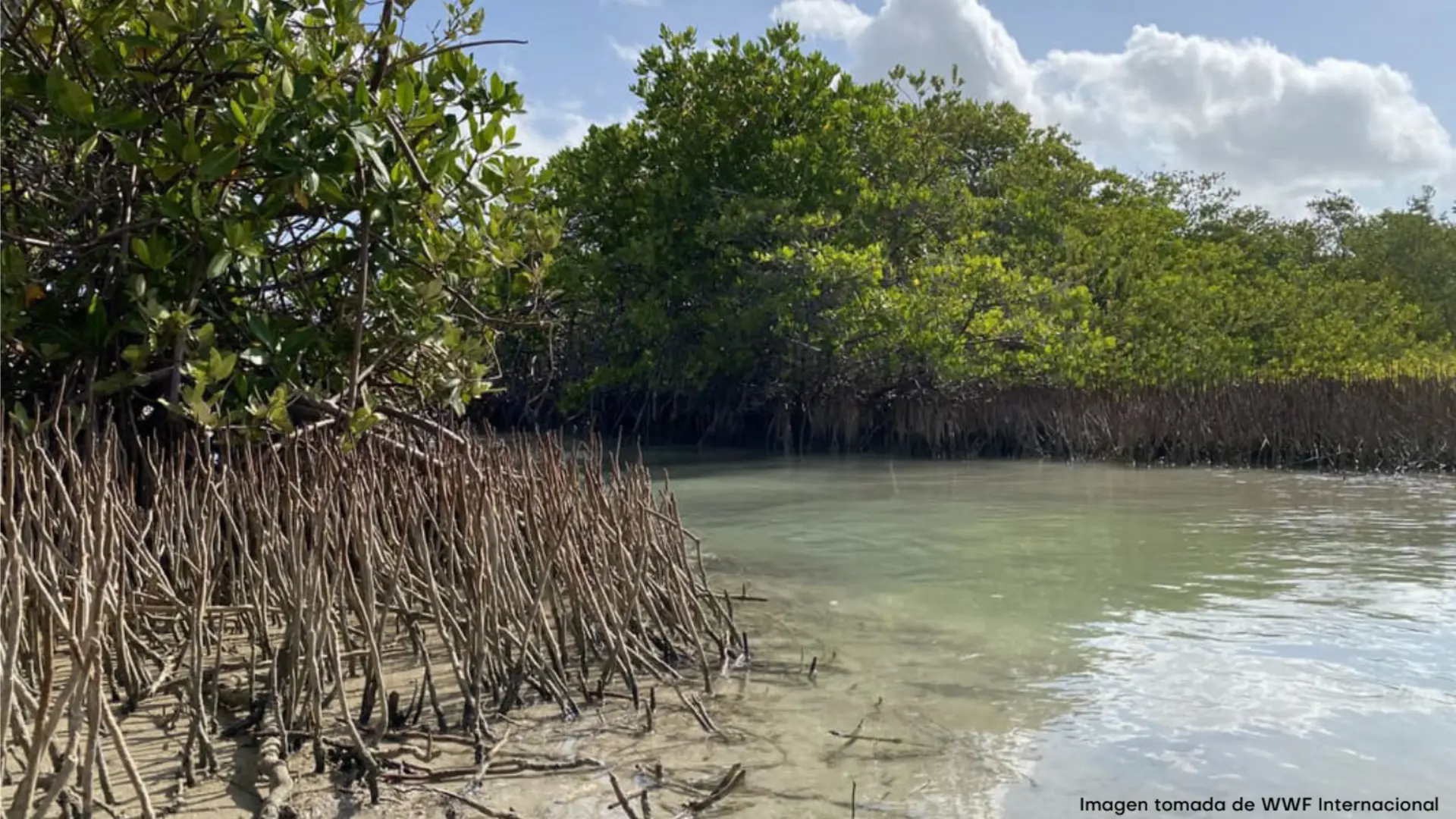 Vista de un ecosistema de manglar en una zona costera. En primer plano se observan las raíces aéreas de los mangles emergiendo del suelo lodoso y extendiéndose hacia aguas poco profundas y tranquilas. Al fondo, una densa cobertura de vegetación verde bordea un canal natural, bajo un cielo azul con nubes blancas dispersas. La imagen resalta la riqueza ecológica y la función protectora de los manglares en ambientes costeros.